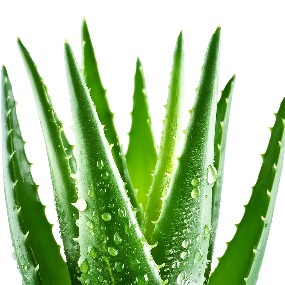 Aloe vera