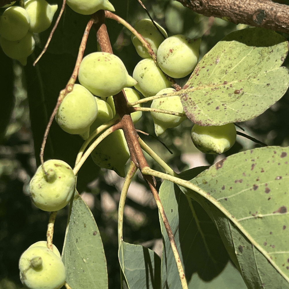 Kakadu plum